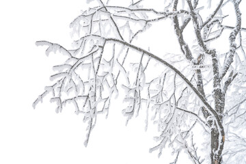 Frozen bare trees covered with frost, winter scene