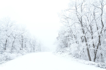 Snowy road in winter forest