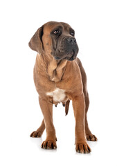 adult cane corso