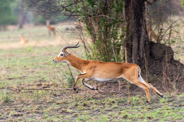 running antelope Waterbuck (Kobus ellipsiprymnus) in the african savannah namibia kruger park botswana masai mara