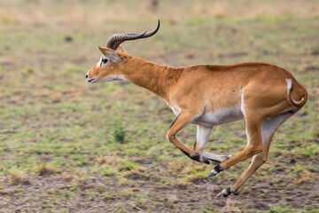 running antelope Waterbuck (Kobus ellipsiprymnus) in the african savannah namibia kruger park botswana masai mara