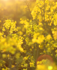 Spring yellow rape plant flowers blooming in the field with sun light flare and blinks, backdrop for your design, closeup, copy space, eco farming and spring nature concept
