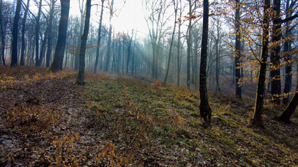 Early morning photos taken in a beautiful forest from Romania