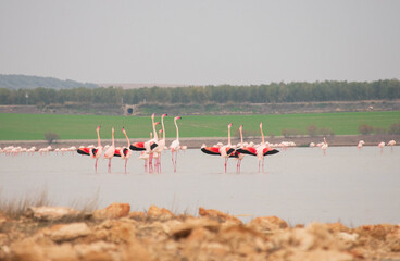Flamenco rosa ( Phoenicopterus roseus) en grupo con alas abiertas en una laguna.