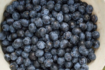 Harvest  of small ripe dark plums in a bucket.  Harvesting the crop