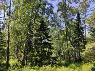 forest and mountains