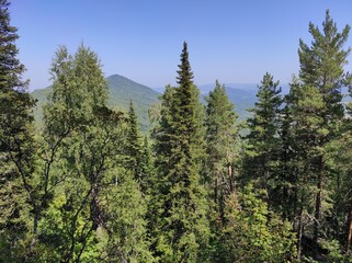 forest and mountains