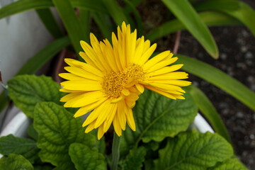 双子の黄色いガーベラ