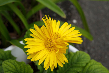 双子の黄色いガーベラ