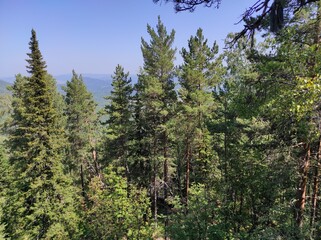 forest and mountains