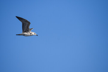 Gaviota volando sobre cielo azul