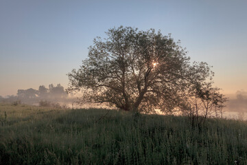 Fototapeta na wymiar Sunrise on a meadow with fog