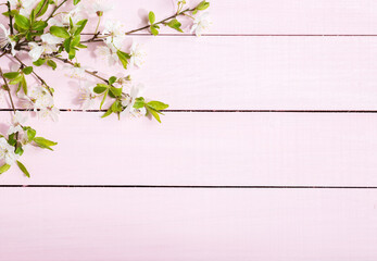Fototapeta premium Flowering Cherry branches with green leaves on light pink wooden board. Top view with copy space. Flat lay