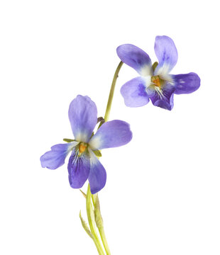 Two flower of Wood Violet (Viola Odorata) isolated on white background. Shallow depth of field. Selective focus