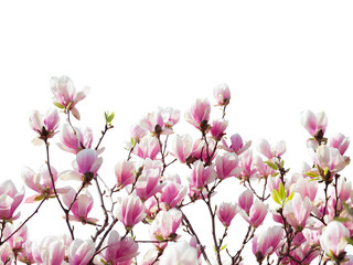  Branches with  beautiful  light pink Magnolia flowers isolated on white background. Floral border.  Selective focus.