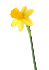 Naklejka na ściany i meble Flower of yellow Daffodil (Narcissus) isolated on white background.