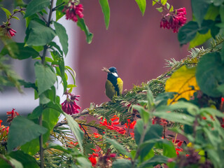 bird on a branch of tree