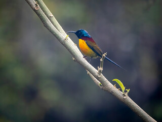 Male sunbird perched on a branch