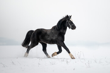 Fototapeta na wymiar Beautiful stunning animal, horse stallion mare of welsh pony on snowy background. Running horse in snow.