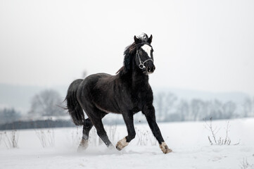 Fototapeta na wymiar Beautiful stunning animal, horse stallion mare of welsh pony on snowy background. Running horse in snow.
