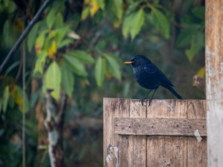 A blue whistling thrush on the fence