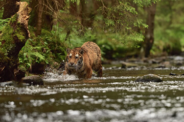 Obraz na płótnie Canvas Tiger in the water 