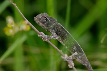 Camaleón común (Chamaeleo chamaeleon) escondido con fondo verde primaveral