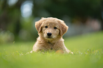 Many Golden Puppies were sleeping cheerfully on the ground.