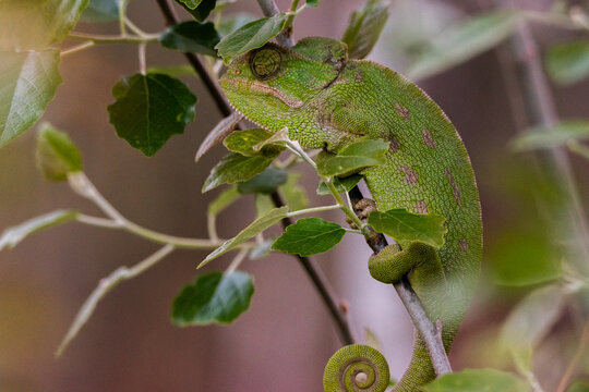 Camale&oacute;n com&uacute;n (Chamaeleo chamaeleon) escondido con fondo verde primaveral
