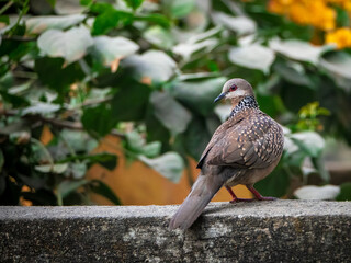 spotted dove on a fence