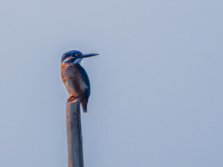 A kingfisher perched on a pole