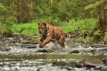 Fototapeta na wymiar Tiger in the water 