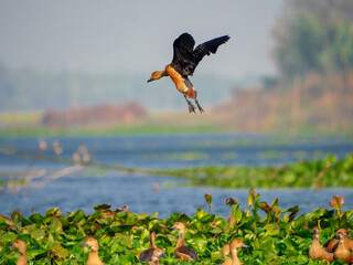 A few lesser whistling ducks in nature