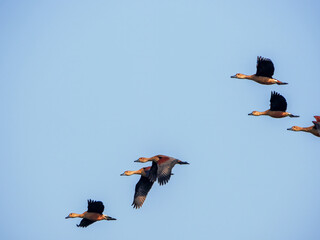 A few lesser whistling ducks in flight
