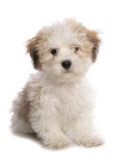 Shichon