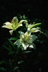 Fototapeta premium White lily flowers close up nature background 