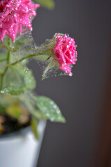 Saint Petersburg Russia July 5 2017. Pink rose flower covered with cobwebs made by tiny insects spider mite causing desease and withering wilting fading