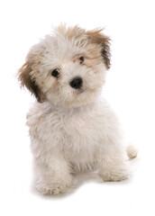 Shichon