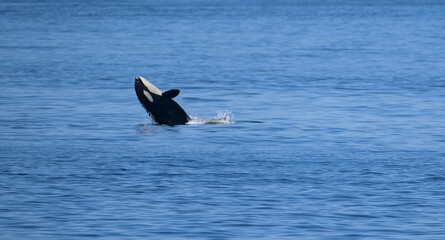 Orca Breaching © Jasonphotos