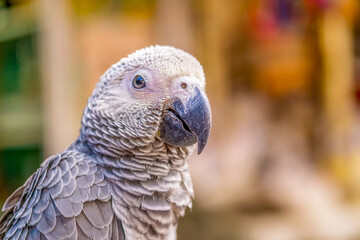 close view of a African green parrot in the city