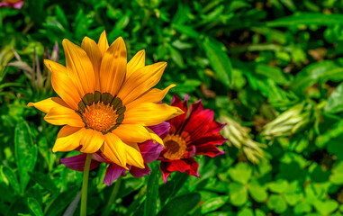 Beautiful daisy flowers in the nice summer