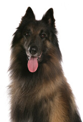 Belgian shepherd dog