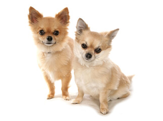 Obraz premium Chihuahua