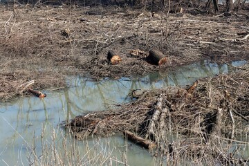 A section of a river bank in a flood zone with old trunks of felled trees