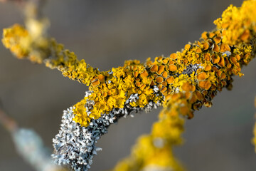 Flechte gelb Gewöhnliche Gelbflechte Xanthoria parietina Apothecien Farbe Formen Teloschistales...