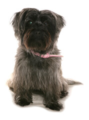 Westie cross Yorkie Mongrel