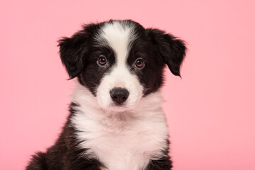 Portrait of a cute black and white border collie puppy looking at the camera on a pink background