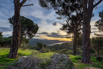Pinos en el cerro y pantano de San Juan. Madrid. España. Europa