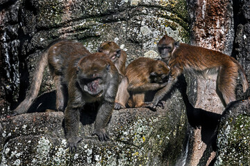 Crab-eating macaques company on the rock. Latin name - Macaca fascicularis