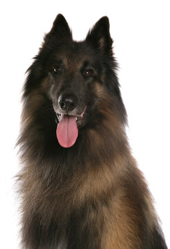 Belgian shepherd dog